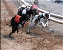 Dog racing at Wimbledon Stadium